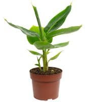 Bananenpflanze - exotische Zimmerpflanze, Musa tropicana - Höhe ca. 30 cm, Topf-Ø 12 cm