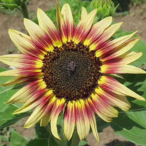 Sonnenblume, Staude, Bezaubernde AtmosphäRe: Heimdekoration. Werten Sie Ihren AußEnbereich Auf: Sonnenblumen Als Balkon-, Garten-, Hochzeitsfeier-Dekoration-1000pcs