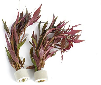 PondPlantsUK 2 x Live Plants for aquascaping, mosses, Fern, Tropical Aquatic Plants in Ceramic Weights (Althernathera Reineckii)