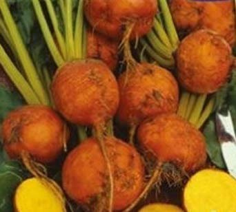 Stk - 30x Rüben Gelb Burpee's Galten - Rübensamen Gemüse KS518 - Seeds & Plants Shop by Ipsa