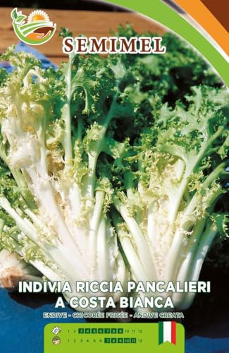Indivia Riccia Pancalieri a Costa Bianca - Semi di Indivia con Foglie Finemente Frastagliate e Costa Bianca, Ciclo Vegetativo Medio-Tardivo 3 confezioni