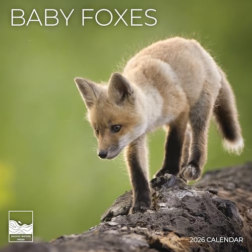 Baby Fox Wall Calendar 2026 | 12 x 24 Open | Animal Calendar Photography Thick & Sturdy Paper for Organizing & Planning | Office Kitchen Decor or Gift | Pacific Waters Press (Baby Foxes)