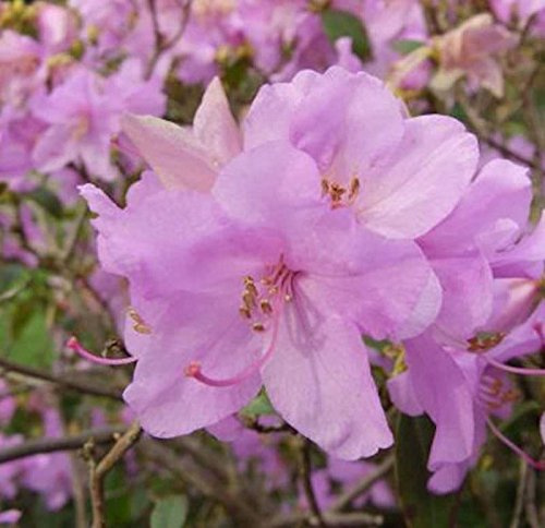 Zwerg Alpenrose Robert Seleger 15-20cm - Rhododendron keleticum - lebende Gartenpflanze aus den Baumschulen