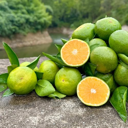 Orangenbaum, obstsamen für garten Mandarinenbaum Winterhart gartenpflanzen winterhart mehrjährig obstbaum 80Samen