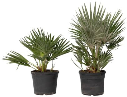 Plant in a Box - Chamaerops 'Vulcano' - 2er Set - Mediterrane Zwergpalme - Winterhart - Topf 19cm - Höhe 35-45cm - Kompakte palme