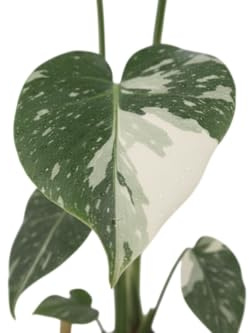 Planta Natural DECOALIVE Monstera Deliciosa Variegata Hojas Bicolor que Aportan Luz y Sofisticación