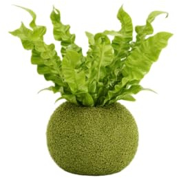 Kokedama Helecho Asplenium Nido de Ave Planta Natural Viva DECOALIVE