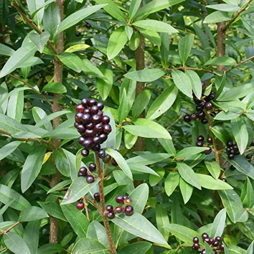 Privet Ligustrum Vulgare 30 Tree Seeds.