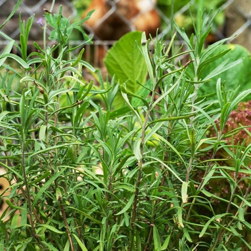 semi di rosmarino, rosmarinus, cucina, rare di rosmarino appesi medicinali, giardino roccioso 250pcs