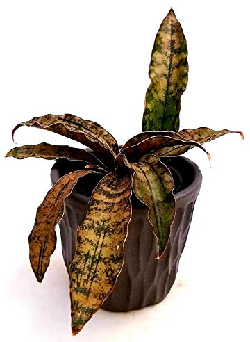 POWERS TO FLOWERS - SANSEVERIA STAR CANYON GRANITE IN VASO CERAMICA ANTRACITE, pianta vera