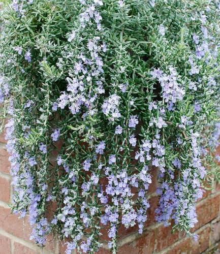 BALDUR Garten 3x Hänge-Rosmarin 'Blue Cascade®', Pflanzen im 9x9 cm-Topf | winterharte Staude, mehrjährig & pflegeleicht, sonniger Standort geeignet, blühend, Rosmarinus officinalis