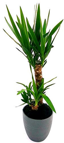 POWERS TO FLOWERS - YUCCA 2 TRONCHI IN VASO CERAMICA ANTRAFITE A RIGHE, Tronchetto della felicità, pianta vera