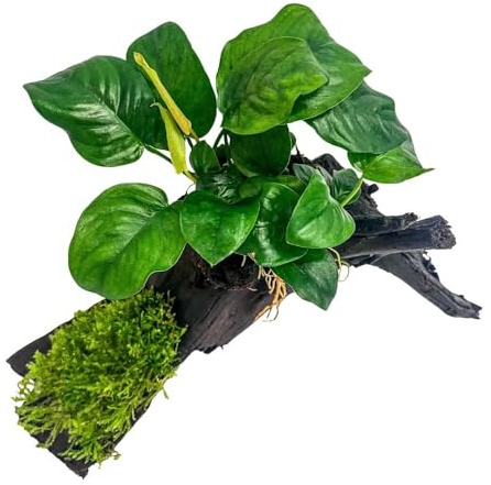AquaOne Akvarieväxter på trä Anubias barteri och mossa på mangroverot – naturlig akvariedekoration – lättvårdad & idealisk för räkor, vallkarpar & aquascaping