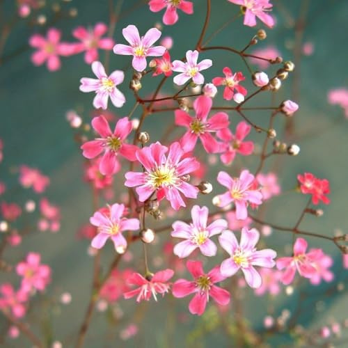 Schleierkraut rot (Gypsophila Elegans Crimson), frosthart, bodendecker