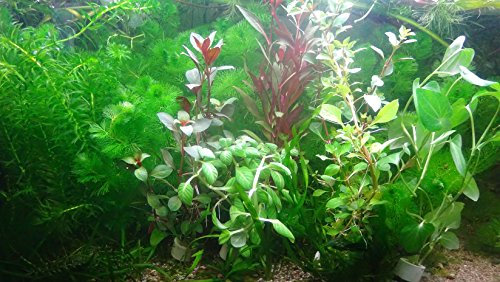 Aquarium Fan Anti-Algen-Set, schnellwachsene 7 Arten + 5 Mooskugel (ca. 4-5 cm, 8-15 Jahre alt)