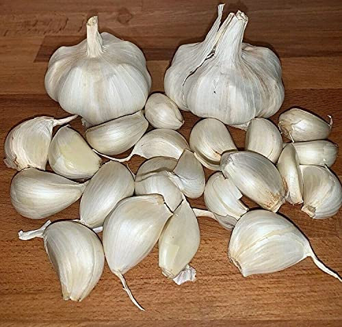 German Giant Garlic New Season 25 Seeds Cloves Fresh for New Season Hardy