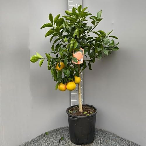 SAVINI VIVAI Planta de Pomelo, Árbol de Cítricos de Pomelo Rosa en Maceta de 35 cm Altura 150-180 cm 6-7 Años de Injerto,