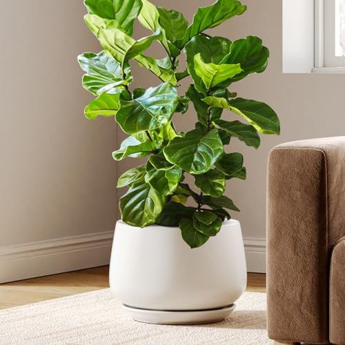 LE TAUCI Keramisk Blomkruka 30 cm, Ytterkruka med Dräneringshål och Fat, Rundad Design, för Monstera, Fikus Lyrata och Hemmet, Vit