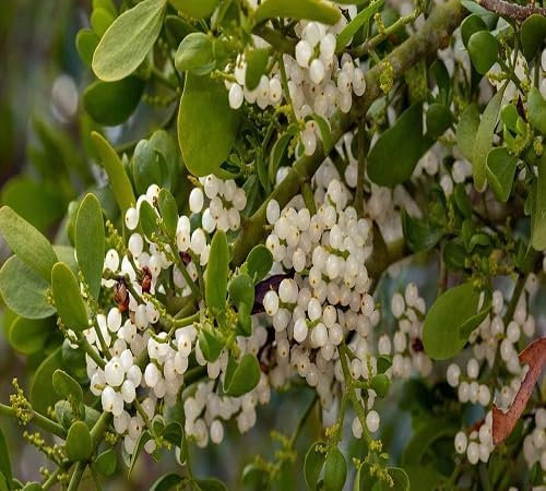 70pcs Fresh Mistletoe Plant Seeds