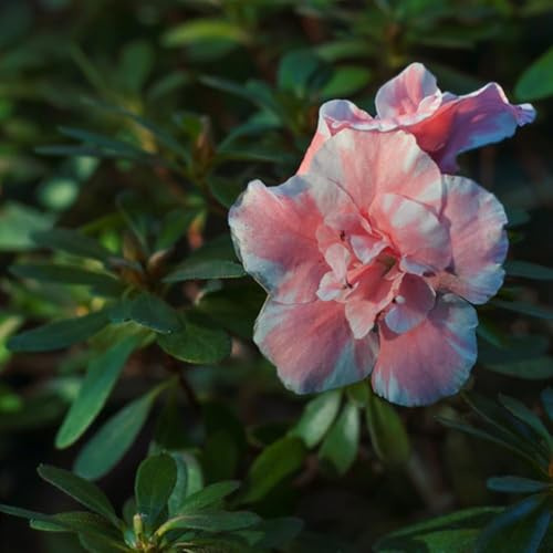 100 pezzi semi di Rododendro - giardino resistenti semi di azalea resistenti, giardino esotico