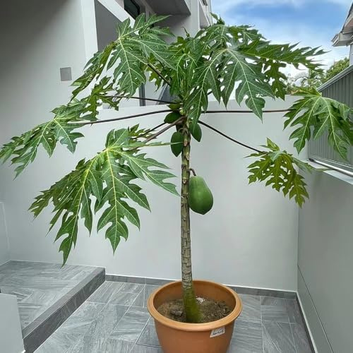 semi di papaya nano giardino di resistenti all'esterno colonnari, resistenti all'inverno per balconi 10pcs