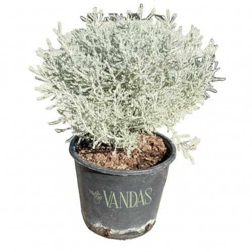VANDAS Santolina – Pianta Aromatica Ornamentale | Terreno Drenato & Poca Acqua | Vaso 14cm | Made in Italy