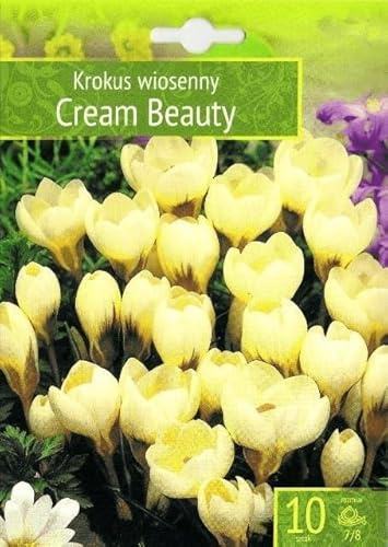 AGRONOM | CROCHI - CREAM BEAUTY | Bulbi fiori perenni | Fiori Giallo | Si coltivano in giardini fioriti, in vaso, piantati in prati fioriti | Confezione da 10 Bulbi fiori