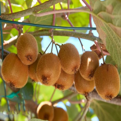 semi di kiwi, semi giardino rocce resistenti giardino per uomini, resistenti decorativi 300pcs
