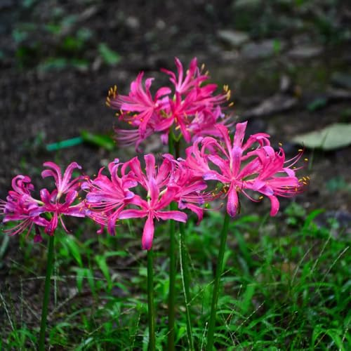 lycoris radiata - gigli ragno da appartamento forniture da giardino giglio ragno, giglio di sangue rari primaverili, lungo periodo di tappezzanti, 9bulbi