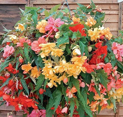 20 Seeds of Begonia F1 Illumination Mix
