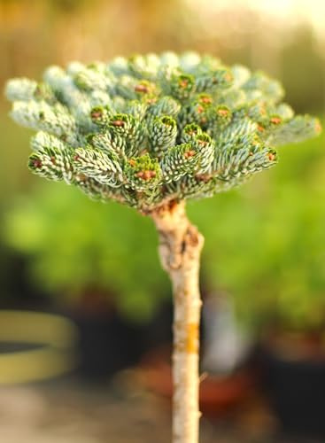 Koreatanne Abies koreana kohouts icebreaker 60-80 cm auf Stamm veredelt
