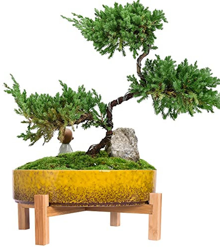 ARTKETTY Vaso succulento grande da 11,3 pollici con drenaggio Vaso succulento poco profondo per fiori di cactus da interni/esterni, vaso per bonsai in ceramica con supporto in bambù (giallo)