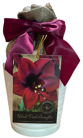 Daylily Nursery Amaryllis Growing Kit, Includes an Attractive White Ceramic Pot, Big Black Pearl Bulb, and Professional Growing Medium!