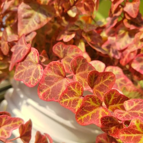 semillas de hiedra - decorativas balcón jardín variedades antiguas 55pcs