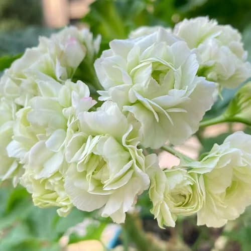 geranien wildkräuter zimmerbonsai bonsai blumendeko schmetterlingsflieder mehrjährige blumensamen balkon garten kräutersamen blumenwiese herbstaussaat mehrjährig wildblumensamen 50samen