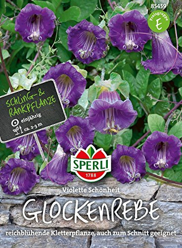 Sperli Glockenrebensamen Violette Schönheit 85459 - wüchsige Kletterpflanze mit großen violetten Glockenblüten, Reichblühend & wuchskräftig, Blumensamen, keimfähig & bienenfreundlich