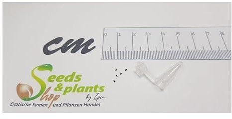 Stk - 5x Dionaea muscipula UK sawtooth number2 Venusfliegenfalle Samen B1278 - Seeds & Plants Shop by Ipsa