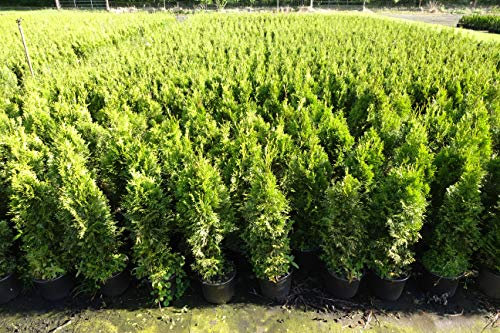 5st. Thuja Smaragd 90-100cm ohne Topf gemessen Heckenpflanzen Lebensbaum Immergrüne Heckenpflanze