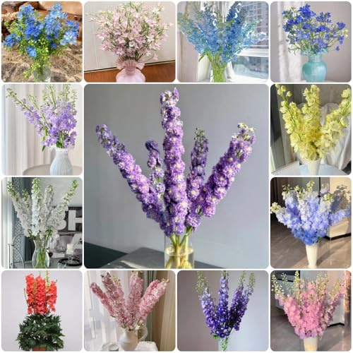 Semi di delphinium, Consolida ajacis, regali per gli amanti del giardino semi di giardino di vecchie varietà 550pcs