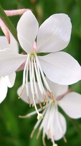 Pianta da Esterno Gaura Lindheimeri Bianca Vaso 19 cm