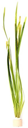Vallisneria spiralis Wasserpflanze Aquarium Vallisnerie 1 Tonring