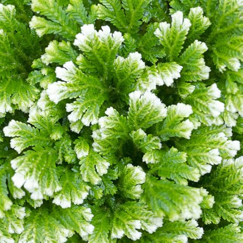 bulbi di rosa di Gerico - da balcone d'appartamento resistente fresche 10pcs