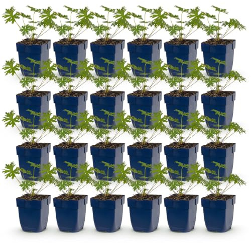 Geranium Johnson's Blue – Storknäbb – Marköverdragande – Blå – 24 plantor - 15-25cm - Ø11cm - Trädgårdsväxt