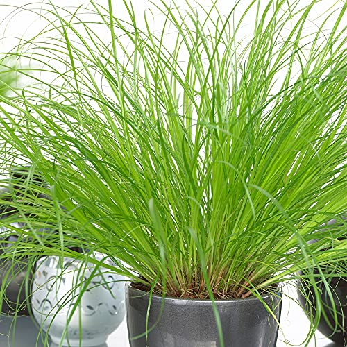 Cyperus Zumula - Katzengraß | Kompakte immergrüne Pflanze| 20-30cm Hauspflanz