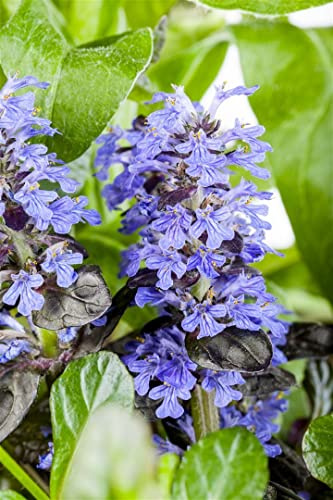 Ajuga reptans 'Atropurpurea' 9x9 cm Topf – Winterhart, Mehrjährig, Pflegeleicht – Kriechender Günsel – Bodendecker für Garten & Beet