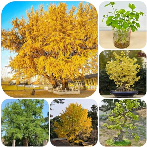 ginkobaum, ginkgo obstpflanzen nachhaltige geschenke ginko seltene säulenobstbäume hecken sträucher deko wohnzimmer exotische winterfeste balkon gartenpflanzen winterhart mehrjährig 22samen