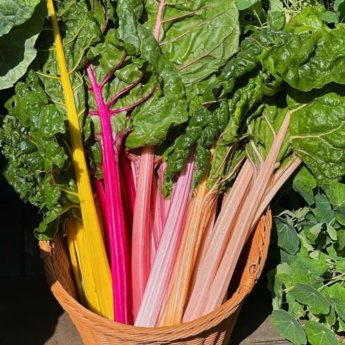200 pz acquistare semi di bietola - cucina per aromatiche in resistenti all'aperto da balcone
