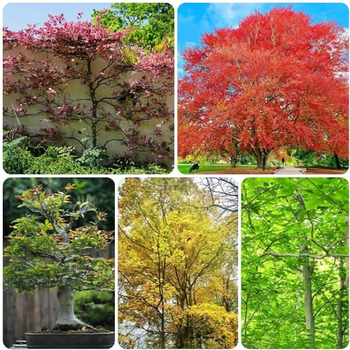 Semi di faggio europeo, Fagus sylvatica, esotici semi di acquistare un faggio comune verdi, varietà antiche resistenti per il giardino 200pcs