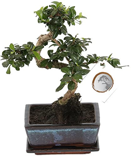 Bonsái del Árbol de Té de Fukien o Carmona Microphylla Natural Árbol Fácil de Mantener