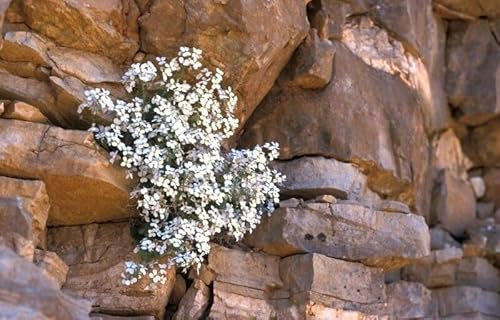 Rock cress White 1000 Seeds + Plant tag + Freebie - Rockery - Arabis Caucasica